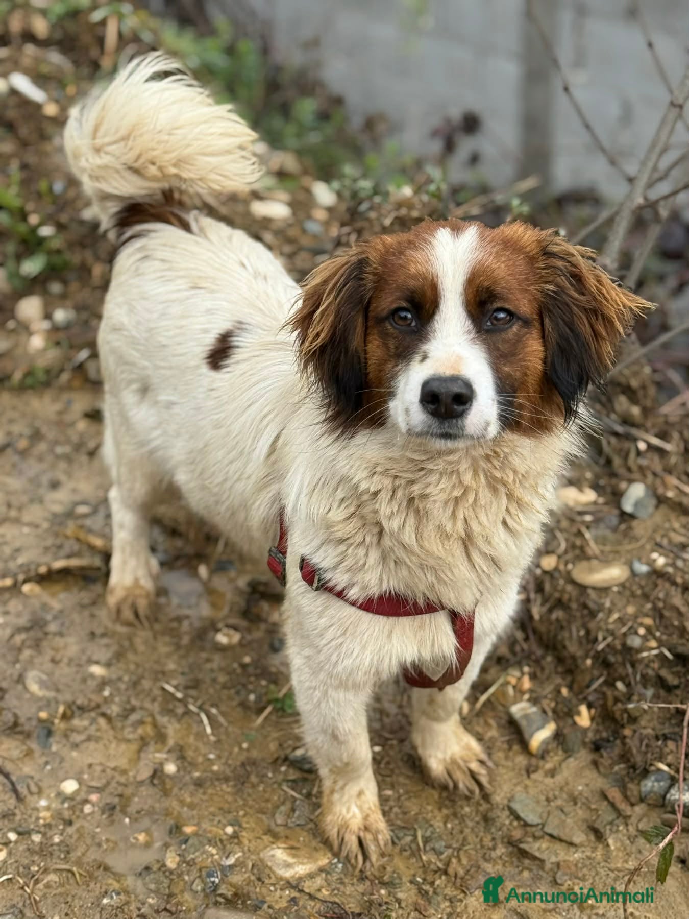Meticcio cani OLAF, cucciolone tenerone! TG PICCOLA - Annuncio 12