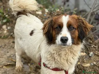 Meticcio cani OLAF, cucciolone tenerone! TG PICCOLA - Annuncio 12