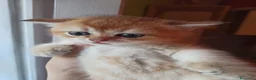 Scottish gatti in vendita: Scottish disponibili  a Provincia di Reggio Emilia - Annuncio 14