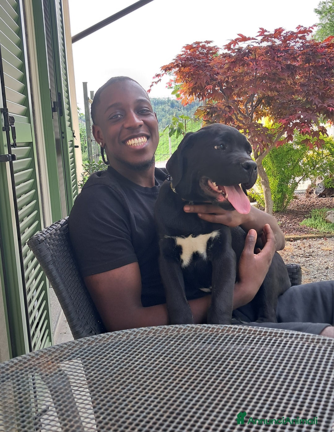 Cane Corso cani in vendita: cuccioli di cane corso  - Annuncio 6