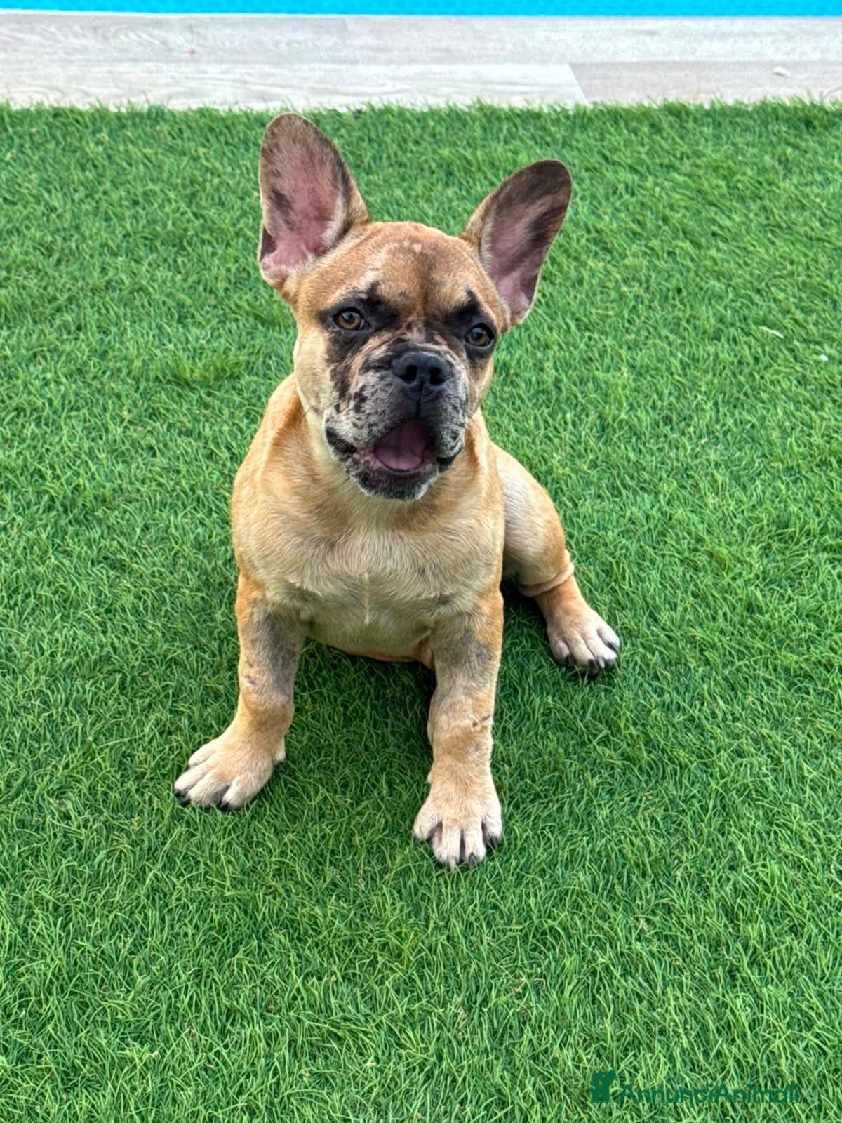 Bulldog Francese cani Vendita bulldog francese femmina  - Annuncio 7