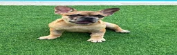Bulldog Francese cani in vendita: Vendita bulldog francese femmina  - Annuncio 1