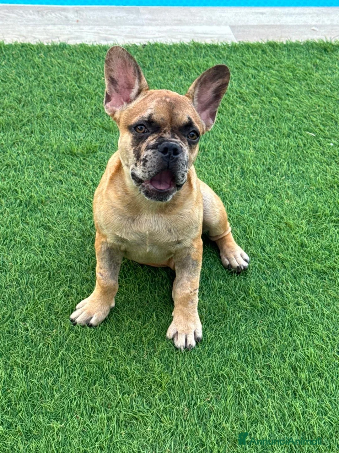Bulldog Francese cani in vendita: Vendita bulldog francese femmina  - Annuncio 1