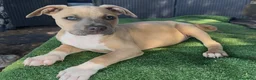 Pitbull cani in vendita: Pit Bull con pedigree, paghi anche a rate  - Annuncio 25