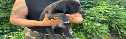 Cane Corso cani in vendita: Cucciolo di Cane Corso - Annuncio 2