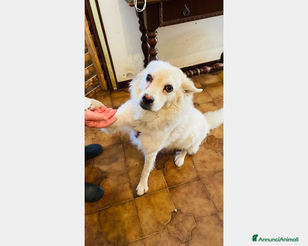 Meticcio cani in regalo: Achille 8anni messo fuori a catena! SICILIA a Milano - Annuncio 2