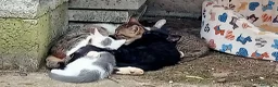 Meticcio gatti in regalo: Gattine a Provincia di Treviso - Annuncio 5
