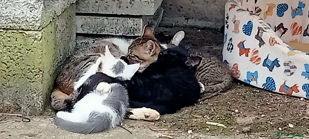 Meticcio gatti in regalo: Gattine a Provincia di Treviso - Annuncio 5