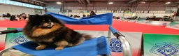 Spitz cani per accoppiamento: Spitz tedesco NANO Pomerania  a Provincia di Monza e della Brianza - Annuncio 4