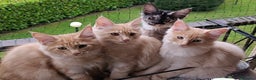 Maine Coon gatti in vendita:  Maine Coon pedigree ANFI senza limitazioni  - Annuncio 15