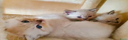 Ragdoll gatti in vendita: Ragdoll cucciola  - Annuncio 4