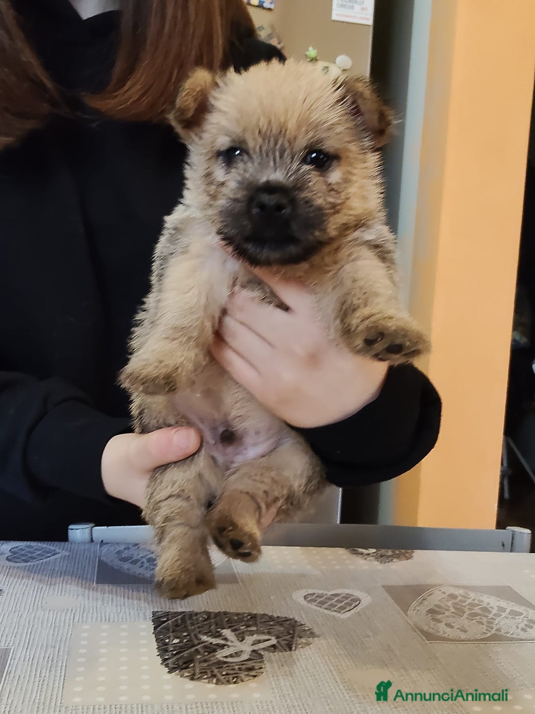 Norwich Terrier cani in vendita: Cuccioli di Norwich Terrier - Annuncio 5