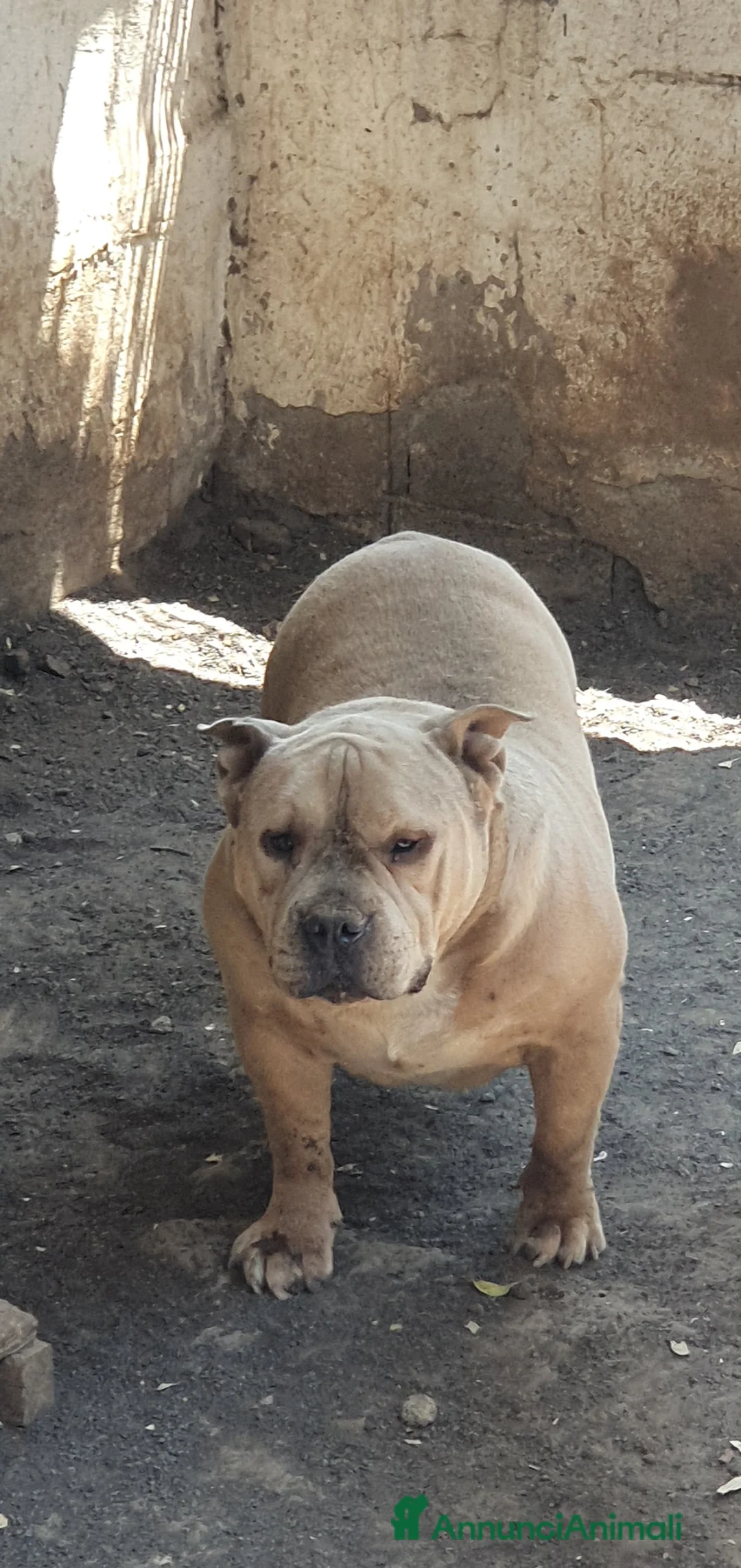 American Bully cani in regalo: Ada American Bully in Canile - Annuncio 2