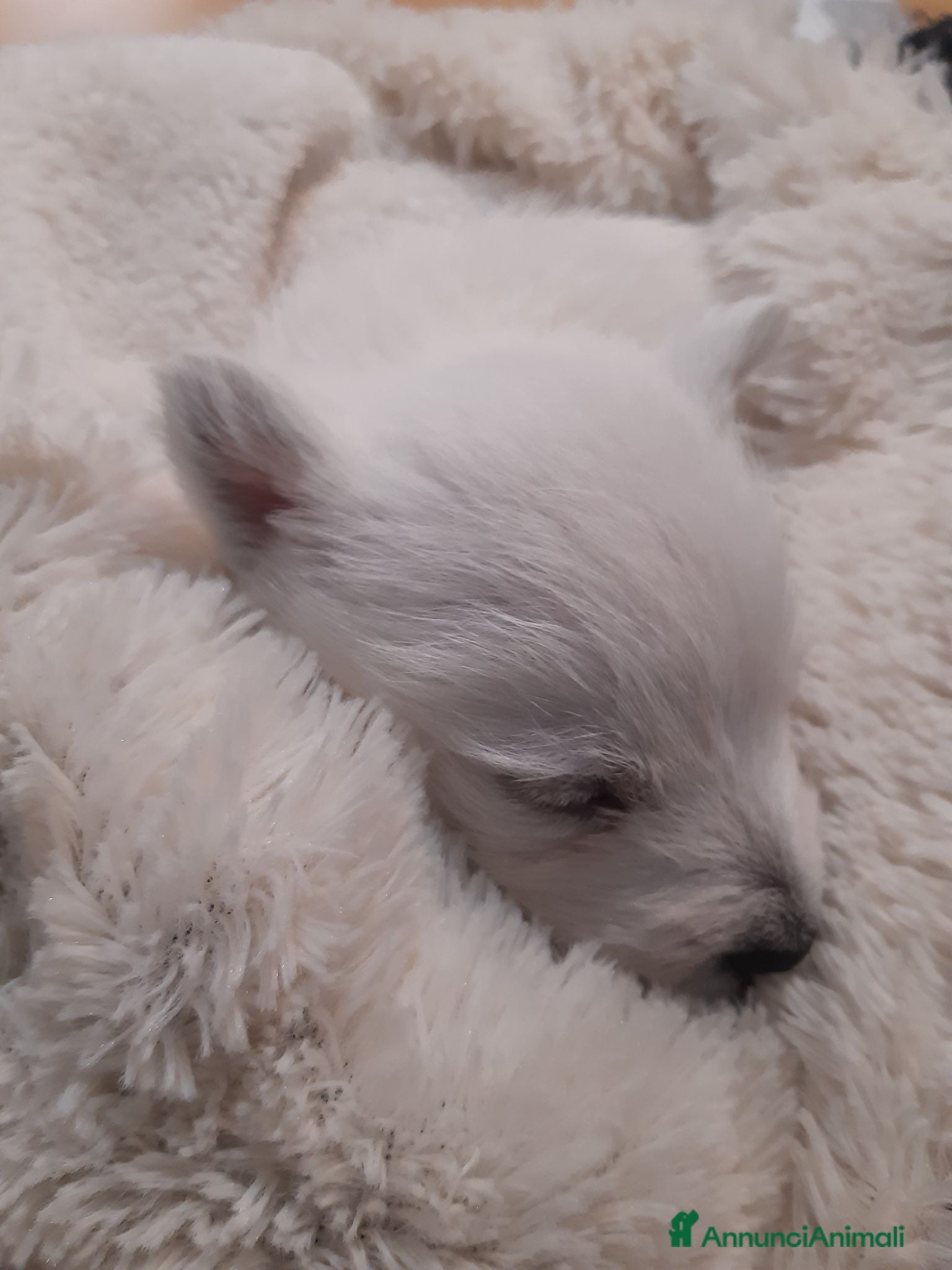 West Highland cani West Highland White Terrier - Annuncio 1