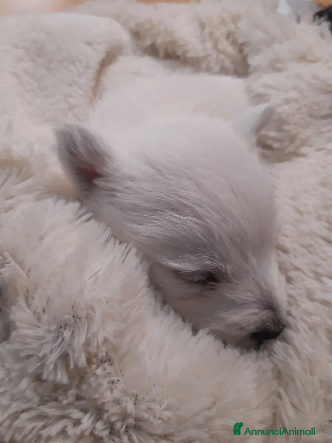 West Highland cani in vendita: West Highland White Terrier - Annuncio 1