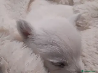 West Highland cani West Highland White Terrier - Annuncio 5