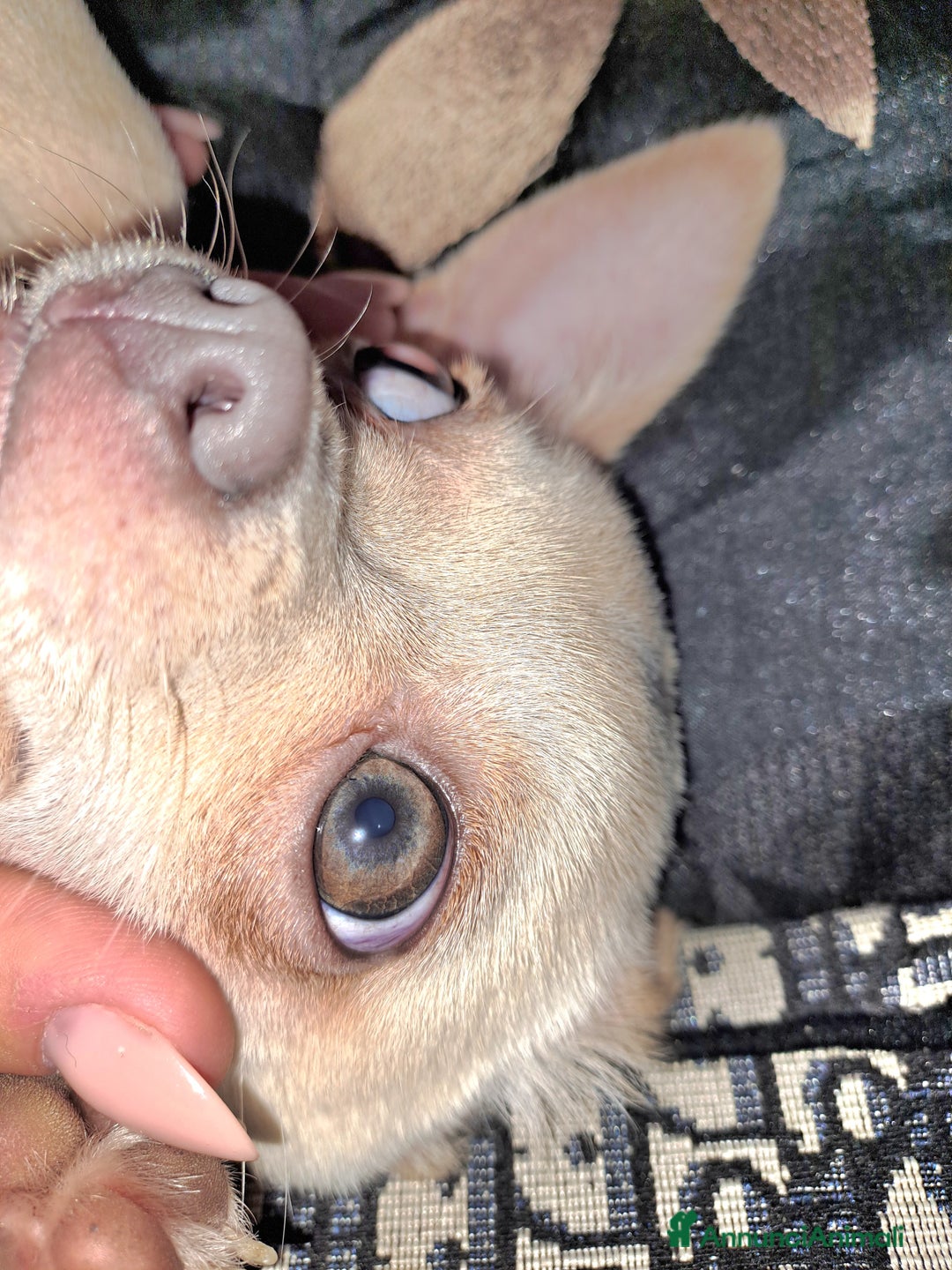 Chihuahua cani per accoppiamento: Chihuahua toy per monta 250€ - Annuncio 6