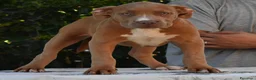 American Bully cani in vendita: Cucciole di American Bully XL. - Annuncio 6