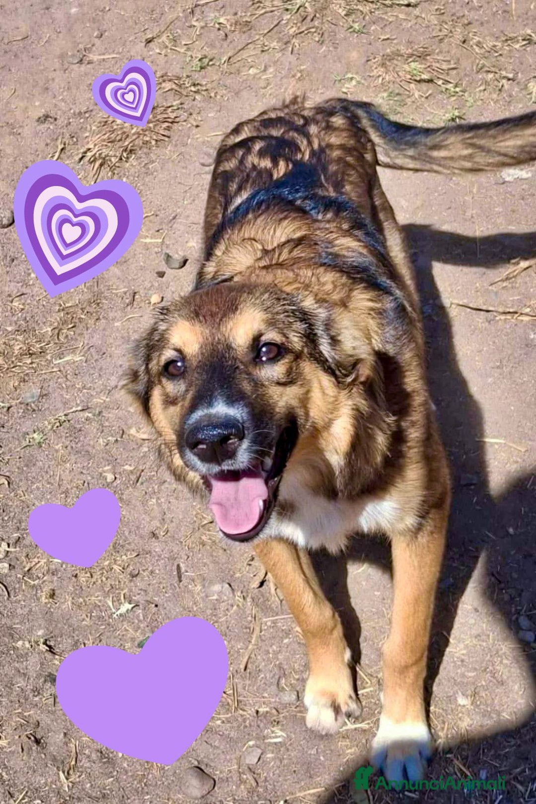 Meticcio cani in regalo: BRENDA 🩷 -cucciola dolcissima, affettuosa, solare - Annuncio 3