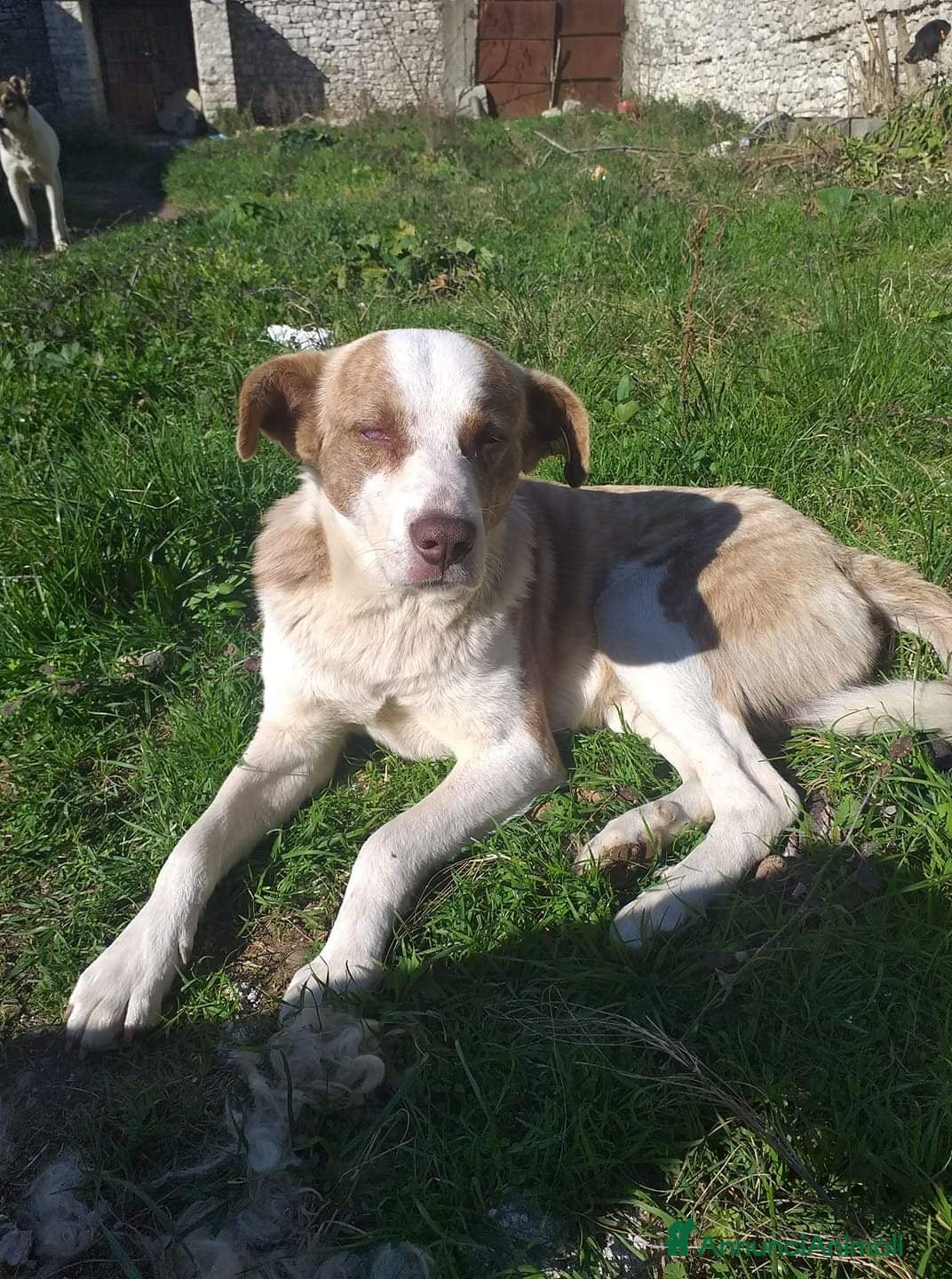 Meticcio cani 3anni maschio ha xso 1occhietto..non trova casa! a Città metropolitana di Milano - Annuncio 30