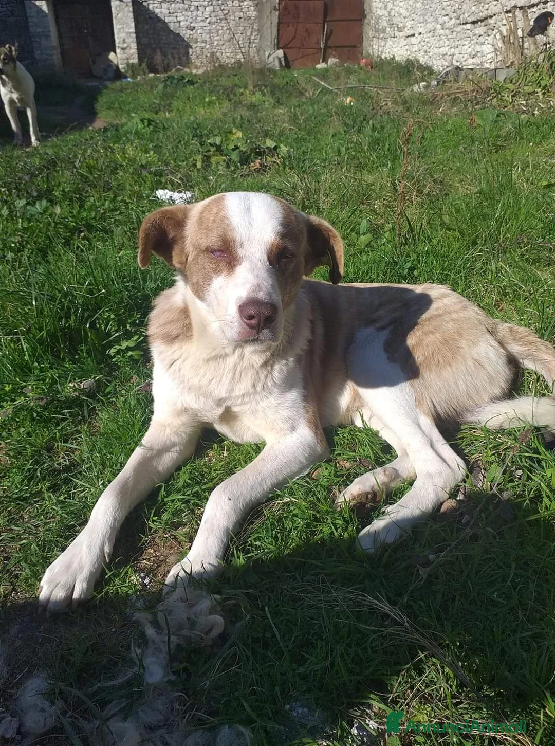 Meticcio cani in regalo: 3anni maschio ha xso 1occhietto..non trova casa! a Città metropolitana di Milano - Annuncio 1