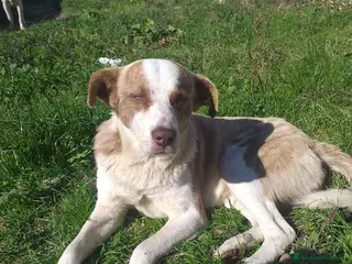 Meticcio cani 3anni maschio ha xso 1occhietto..non trova casa! a Città metropolitana di Milano - Annuncio 36