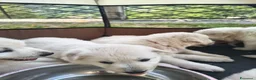 Pastore Svizzero cani in vendita: Adorabili cuccioli di pastore svizzero a Provincia di Bergamo - Annuncio 9