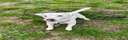 Jack Russell cani in regalo: Animali domestici a Provincia autonoma di Trento - Annuncio 2