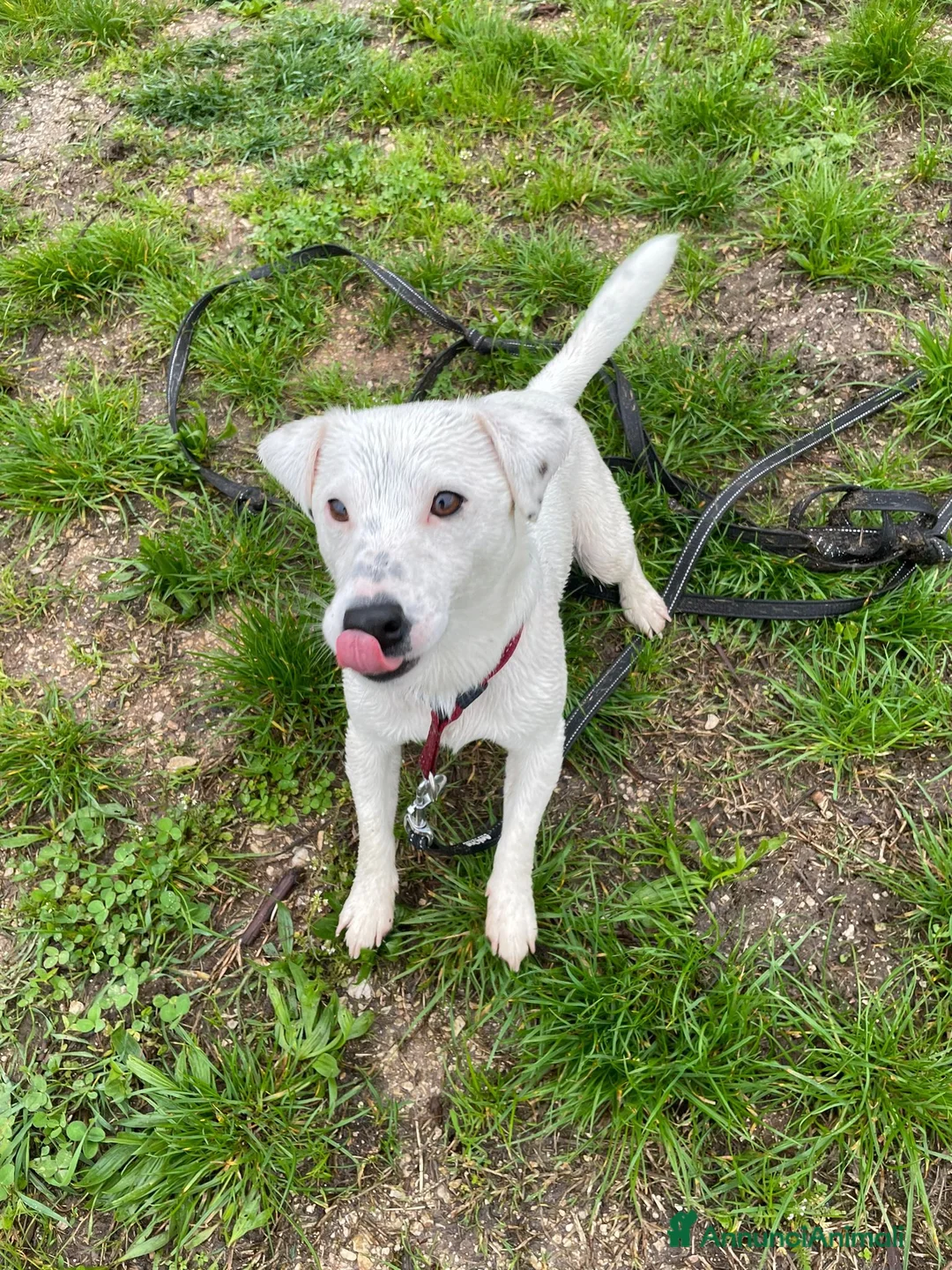 Jack Russell cani in regalo: Animali domestici a Provincia autonoma di Trento - Annuncio 2