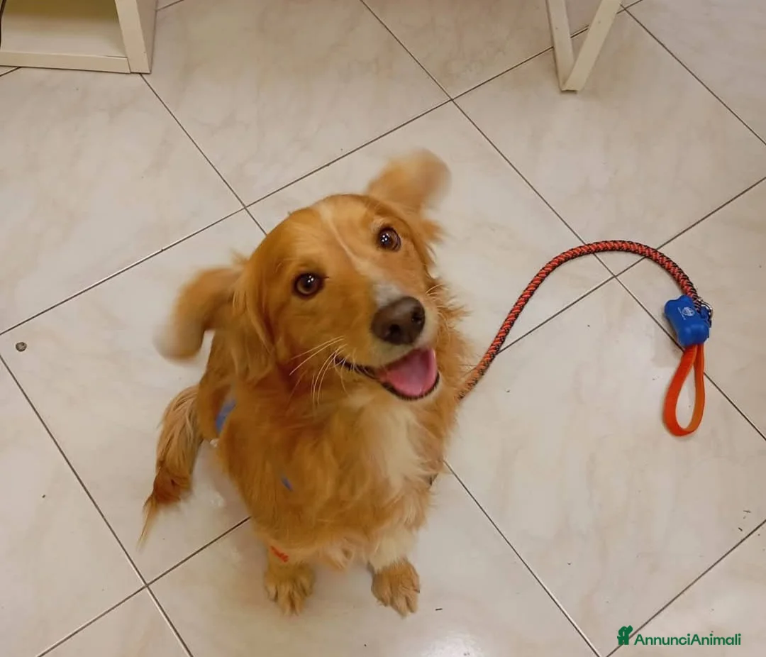 Meticcio cani in regalo: Cagnolino taglua piccola  - Annuncio 1