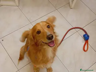 Meticcio cani Cagnolino taglua piccola - Annuncio 14