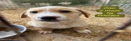 Meticcio cani in regalo: Bellissimi cuccioli in rifugio  a Città Metropolitana di Bologna - Annuncio 5