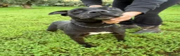 Pitbull cani in regalo: Yuma Pitbull buona,salvata 1anno fa,in canile SUD  - Annuncio 4