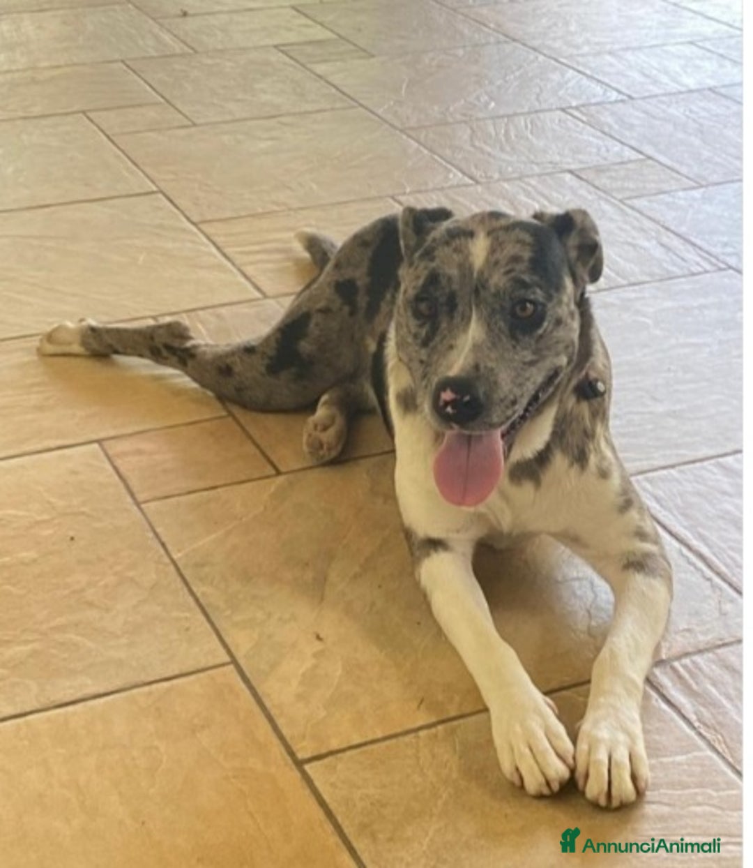 Altre razze cani in regalo: Mix Amstaff/Pastore Lagorai BELLISSIMA SOS.TREVISO - Annuncio 2