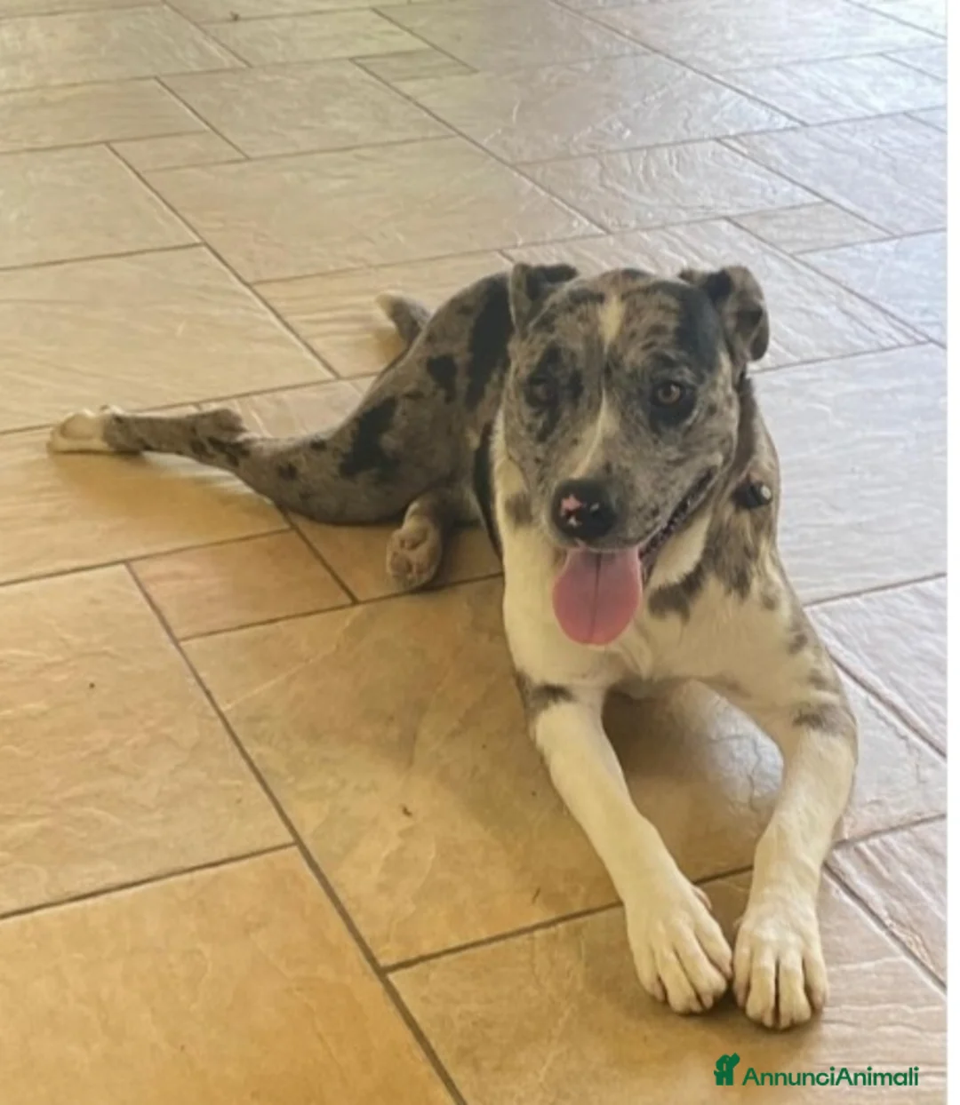 Altre razze cani in regalo: Mix Amstaff/Pastore Lagorai BELLISSIMA SOS.TREVISO - Annuncio 2