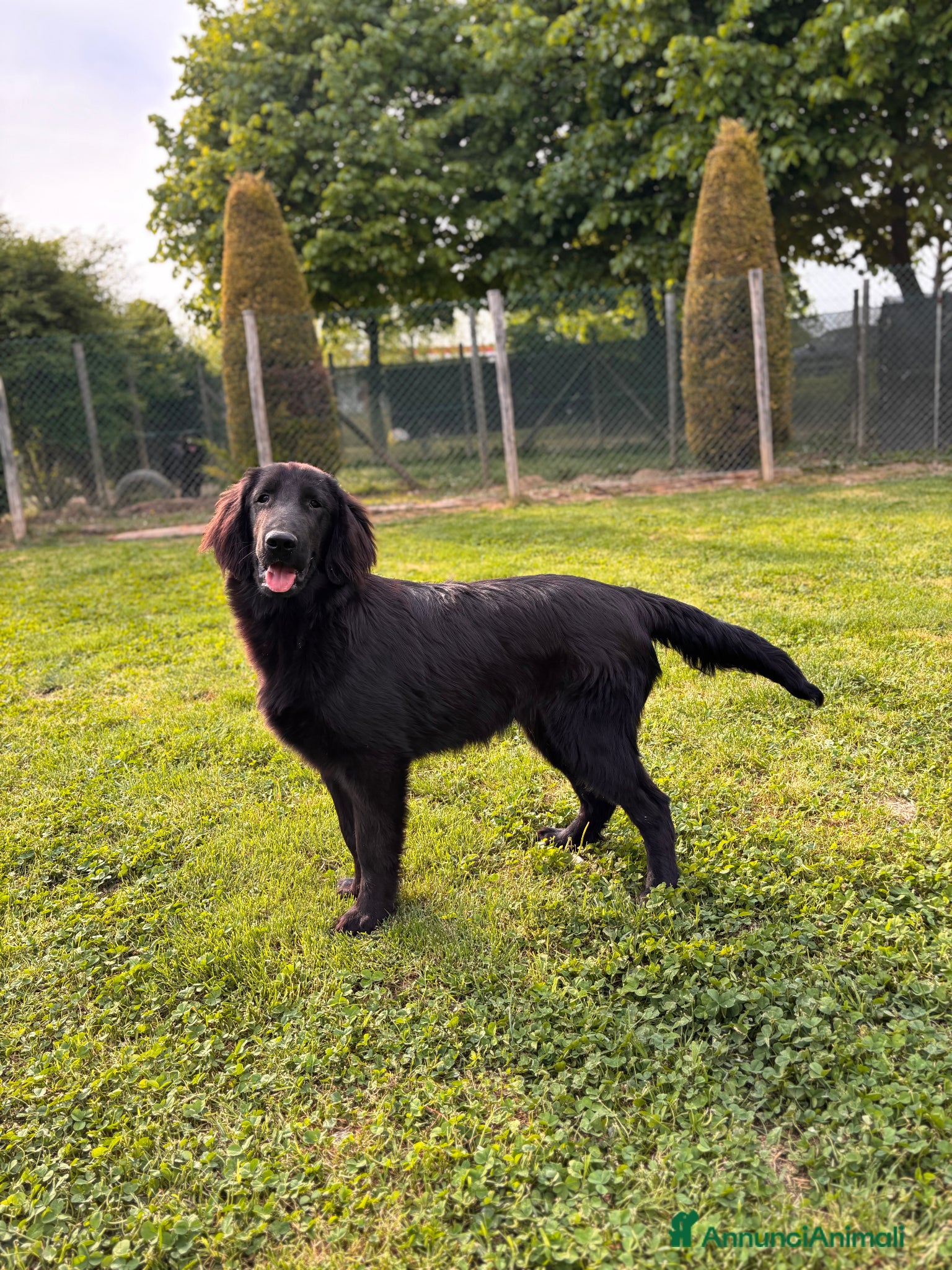 Flat Coated cani Maschio Flat Coated Retriever 6 mesi - Annuncio 12