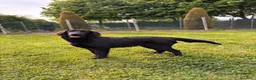 Flat Coated cani in vendita: Maschio Flat Coated Retriever 6 mesi - Annuncio 4
