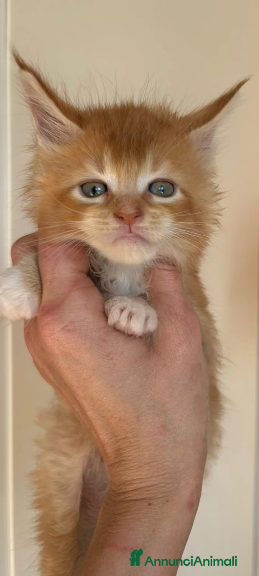 Maine Coon gatti in vendita: Maschietto nato 06/01/26 - Annuncio 2