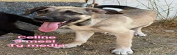 Meticcio cani in regalo: TANTI CUCCIOLI SOLI! - Annuncio 11