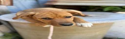 Meticcio cani in regalo: Ares, incrocio pitbull! (5 mesi)  - Annuncio 6