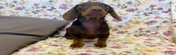 Bassotto cani in vendita: Bassotto cioccolato  con Pedigree ENCI. - Annuncio 3
