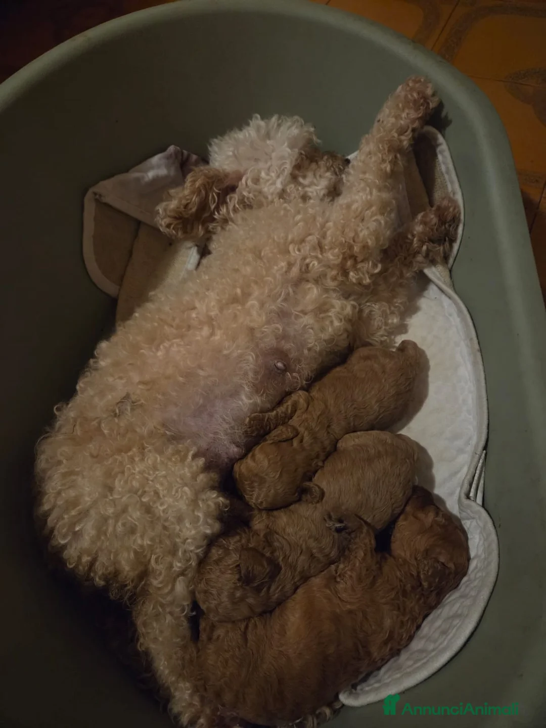 Barboncino Toy cani in vendita: Cucciole barboncino toy a Provincia di Perugia - Annuncio 3
