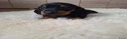 Bassotto cani in vendita: Bassotti nani (Genetica Testata e Acquisto Sicuro) - Annuncio 2