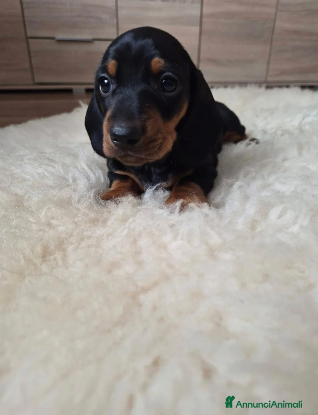 Bassotto cani in vendita: Bassotti nani (Genetica Testata e Acquisto Sicuro) - Annuncio 2