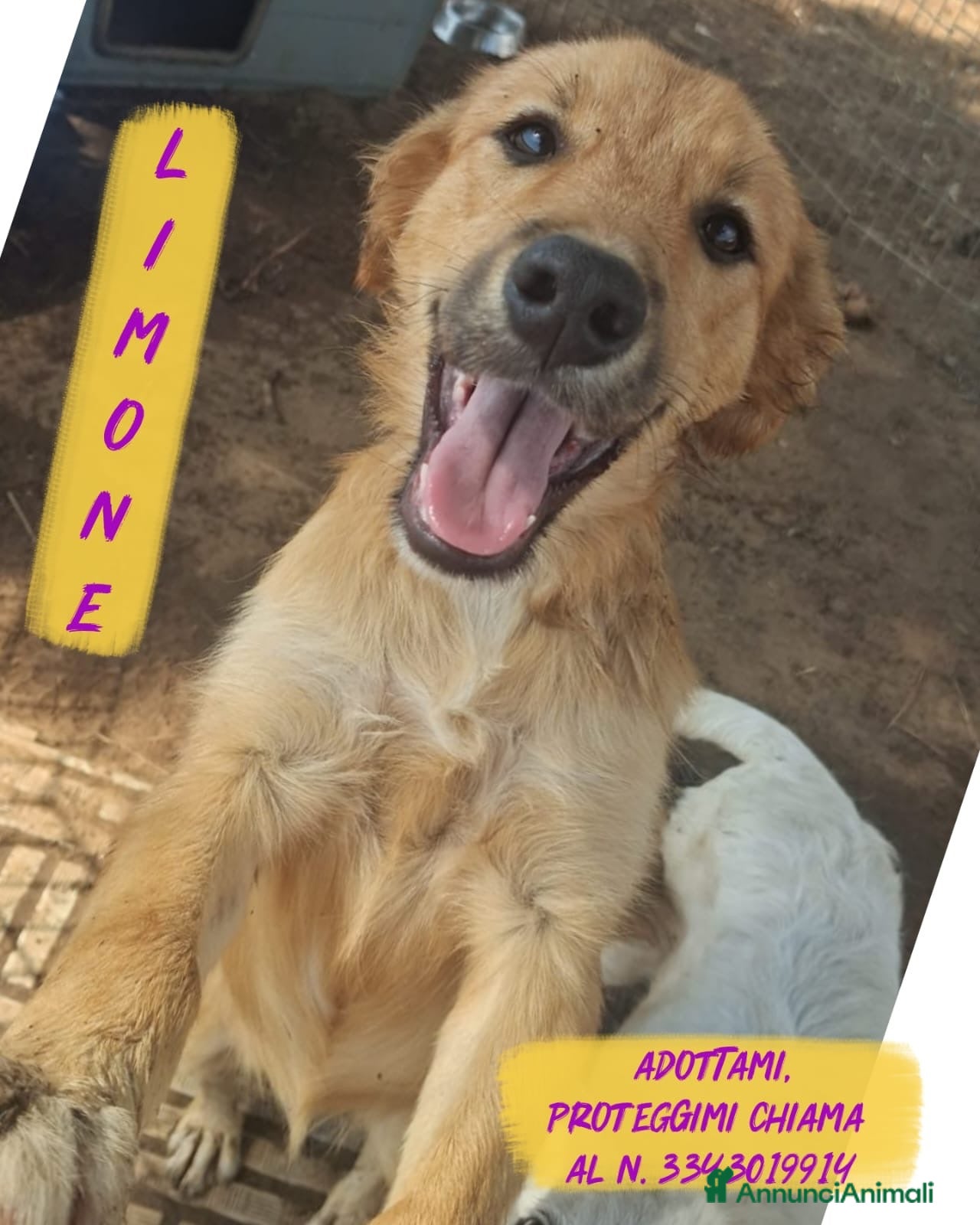 Meticcio cani LIMONE 🩷 HA ANCORA VOGLIA DI SORRIDERE😍 - Annuncio 18