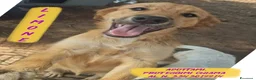 Meticcio cani in regalo: LIMONE 🩷 HA ANCORA VOGLIA DI SORRIDERE😍 a Provincia di Pesaro e Urbino - Annuncio 1