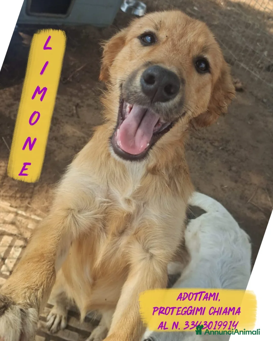 Meticcio cani in regalo: LIMONE 🩷 HA ANCORA VOGLIA DI SORRIDERE😍 a Provincia di Pesaro e Urbino - Annuncio 1
