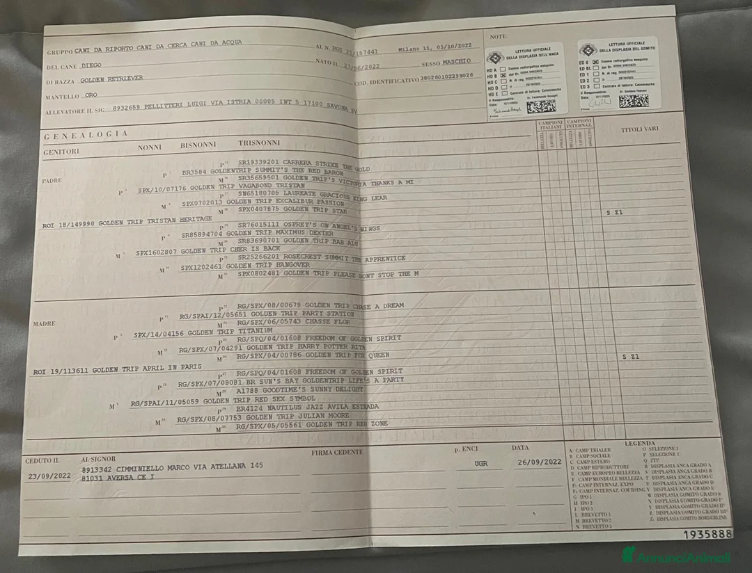 Golden Retriever cani in vendita: Golden Americani -Alta Genealogia 5 stelle  - Annuncio 2