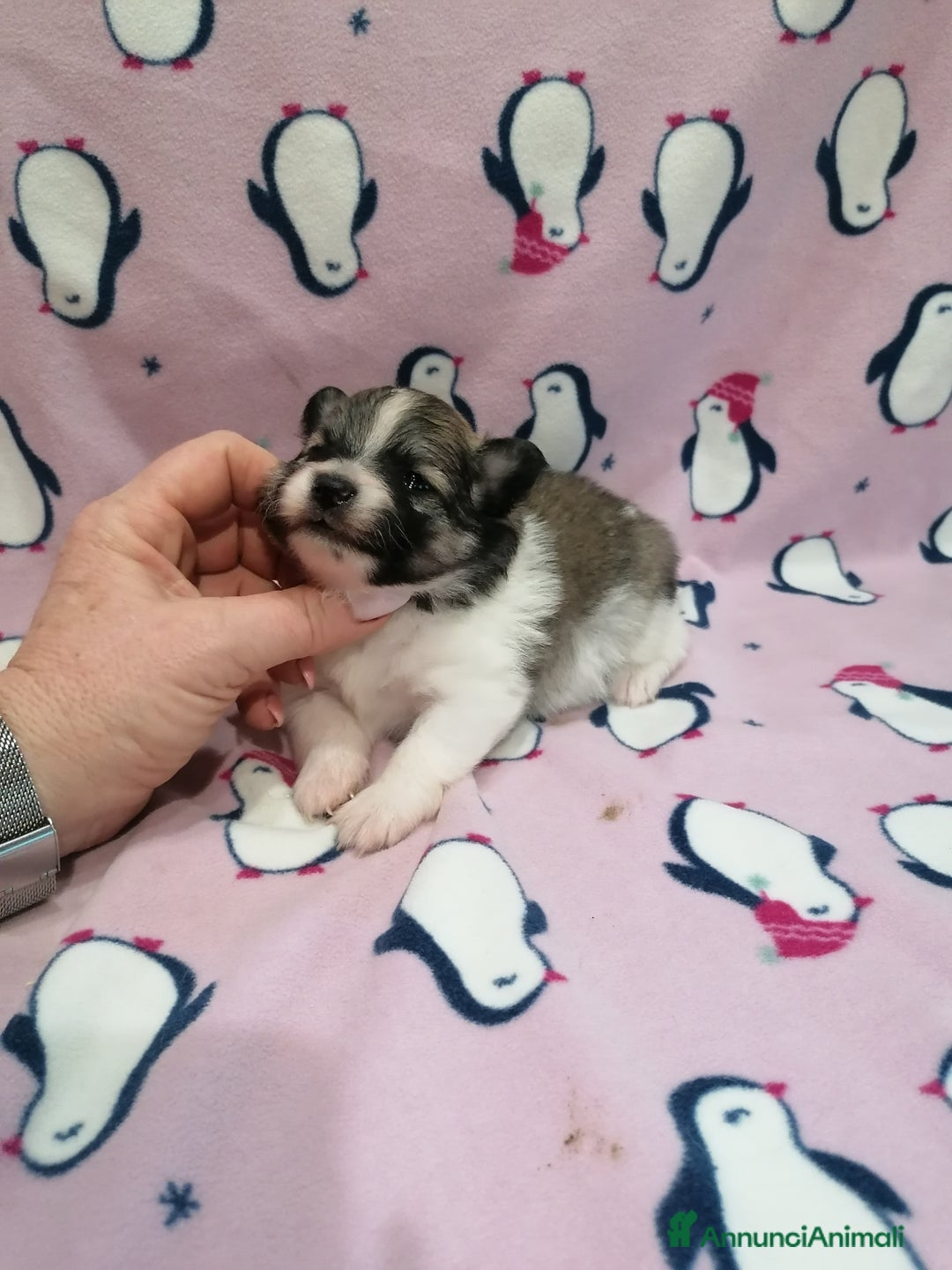 Volpino Pomerania cani in vendita: Volpino Pomerania  - Annuncio 11