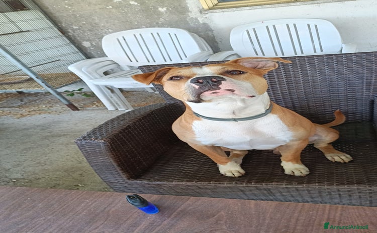 American Staffordshire cani - Annuncio 2